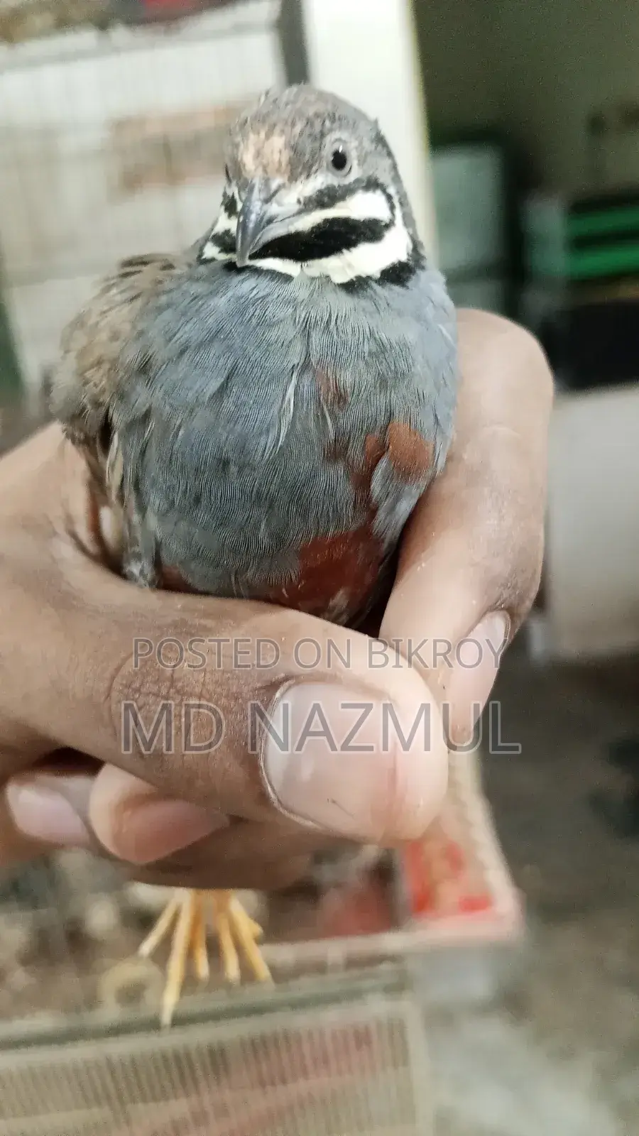 রানিং কিং কোয়েল বিক্রি করবো