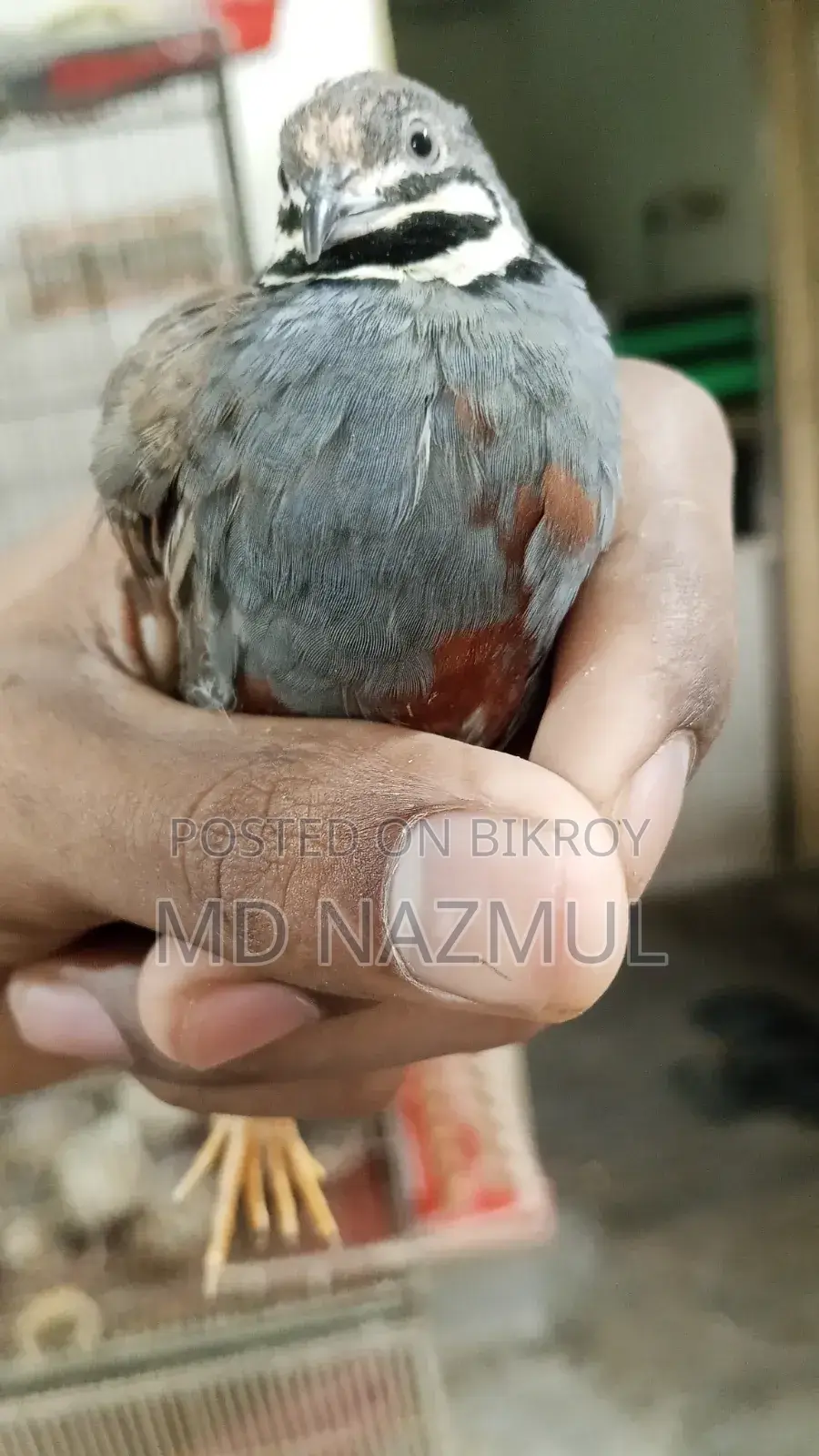 রানিং কিং কোয়েল বিক্রি করবো