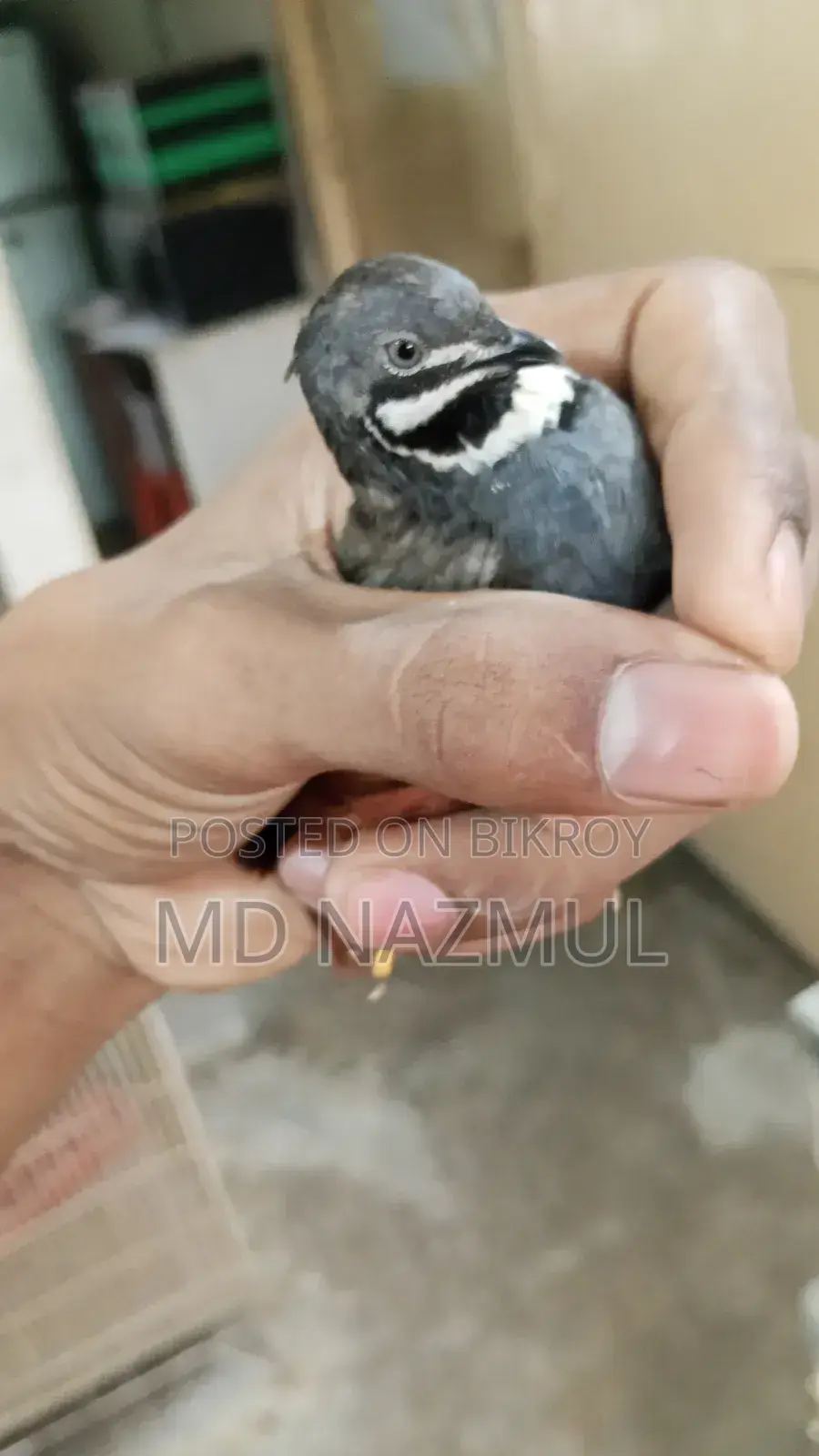 রানিং কিং কোয়েল বিক্রি করবো