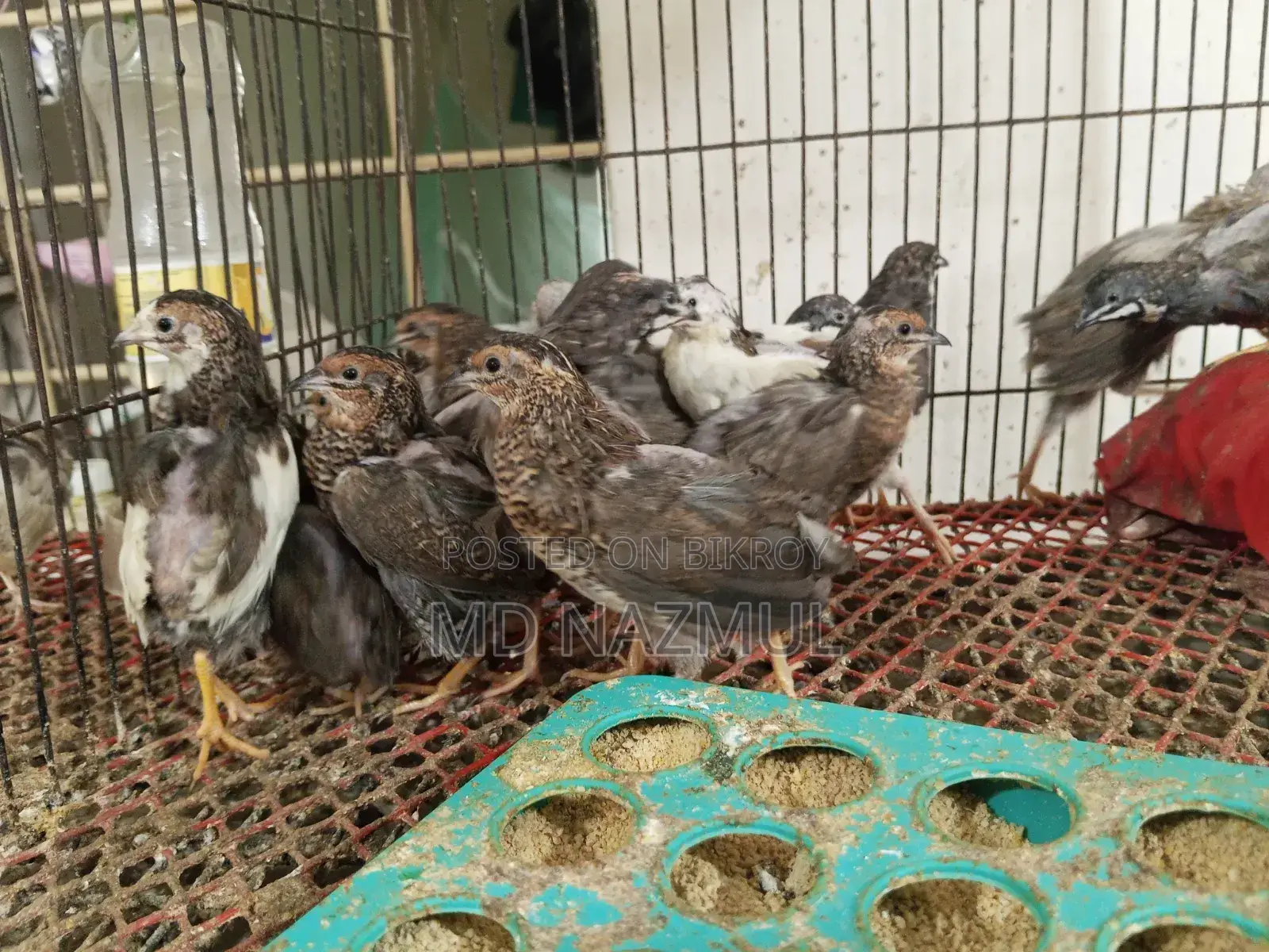 রানিং কিং কোয়েল বিক্রি করবো
