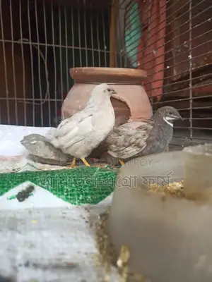 কোয়েল পাখি