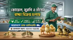 কোয়েল পাখি