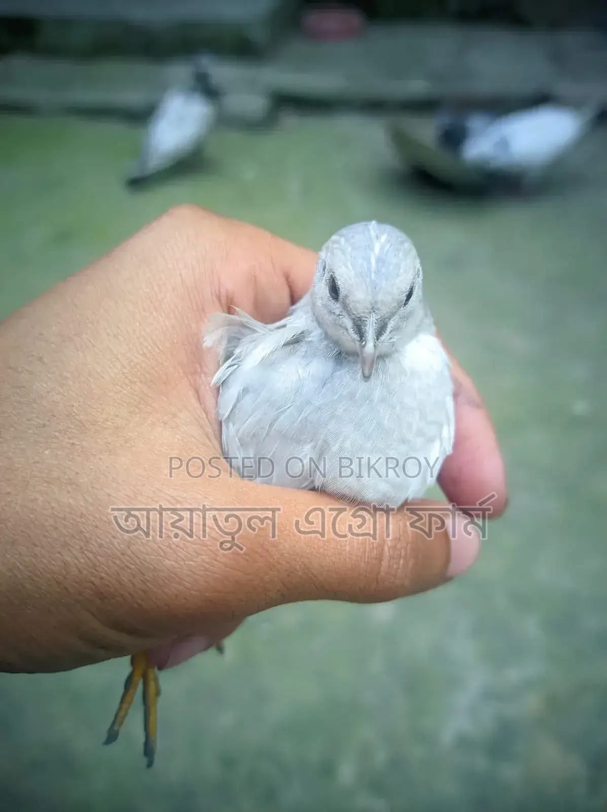 কোয়েল পাখি
