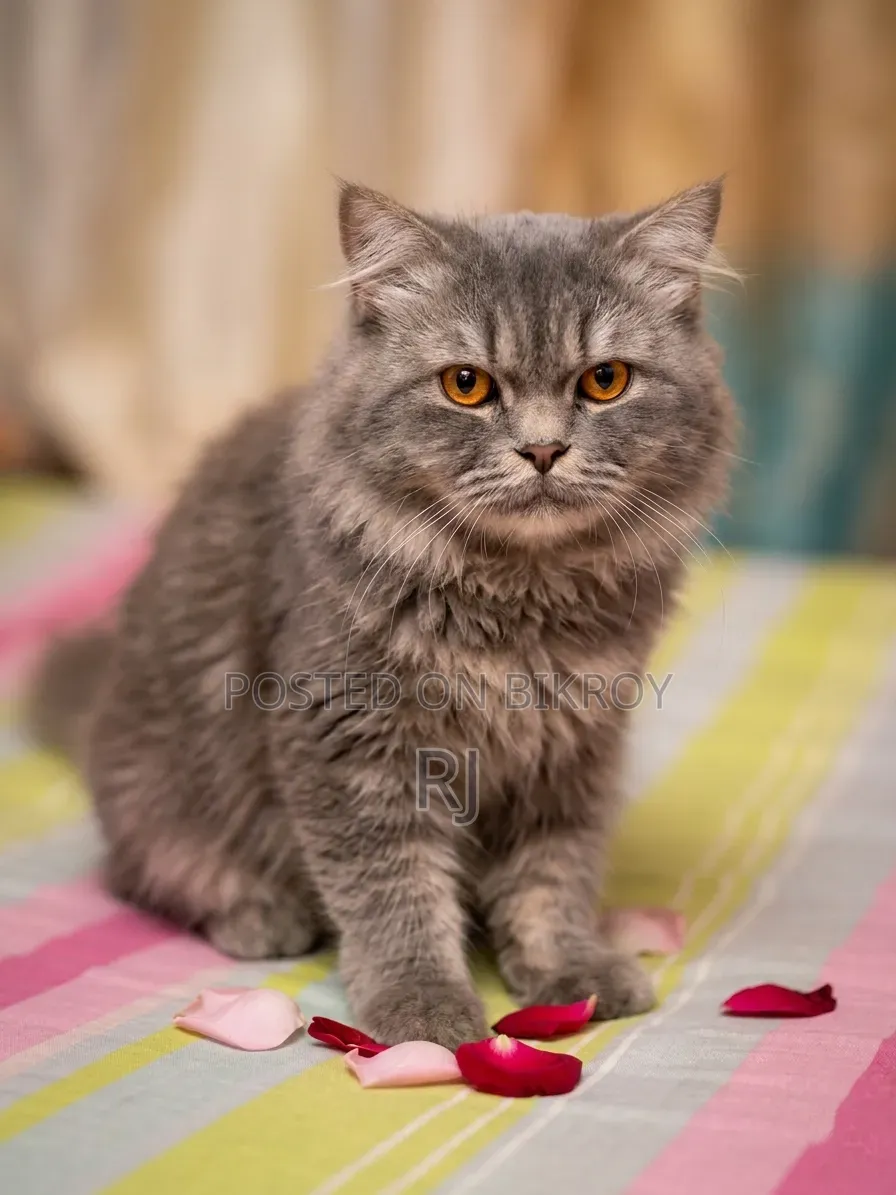 6-12 Months Female Purebred Persian
