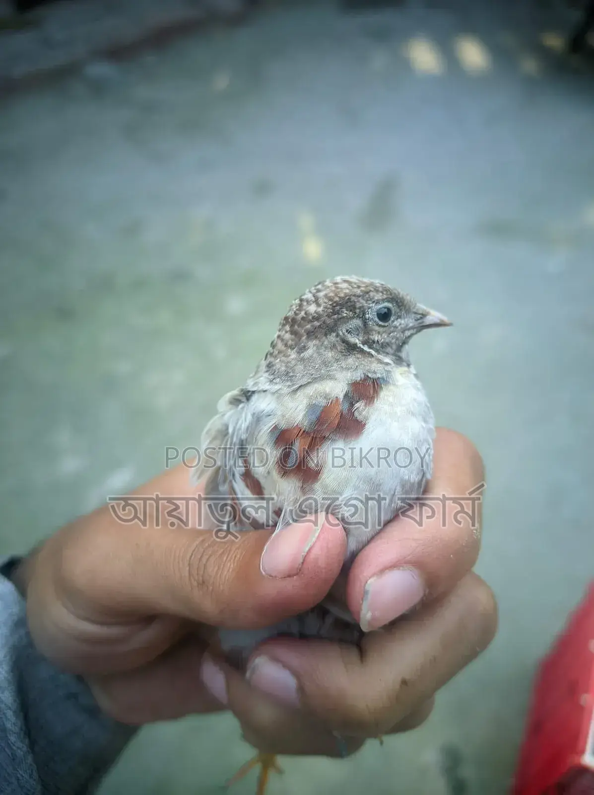 কোয়েল পাখি