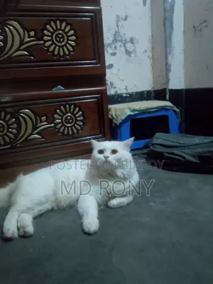 6-12 months Male Purebred Persian
