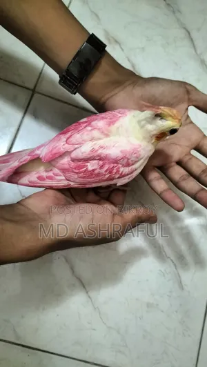 Bird (Cocktail)