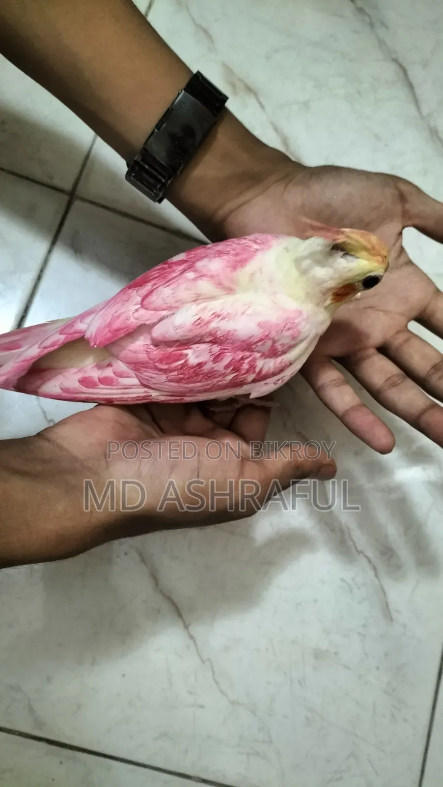 Bird (Cocktail)