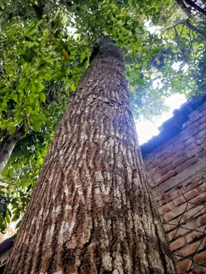 9 Mahogany Trees and 1 Minjiri Tree