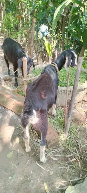 Ram Goat Cross Castrated Kid, 8 Months Old