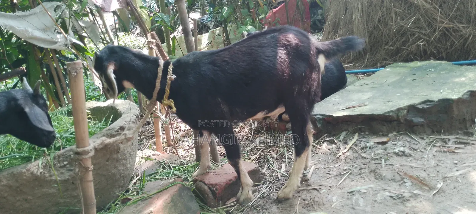 Ram Goat Cross Castrated Kid, 8 Months Old