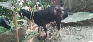 Ram Goat Cross Castrated Kid, 8 Months Old