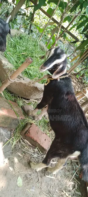 Ram Goat Cross Castrated Kid, 8 Months Old