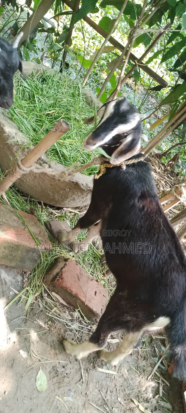 Ram Goat Cross Castrated Kid, 8 Months Old
