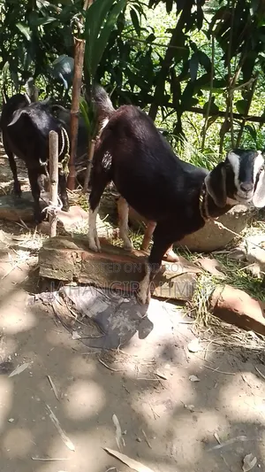 Ram Goat Cross Castrated Kid, 8 Months Old