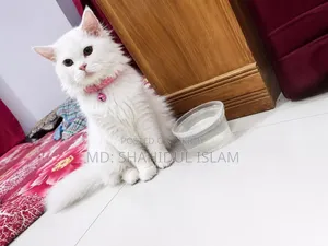 1+ Year Male Purebred Persian Cat
