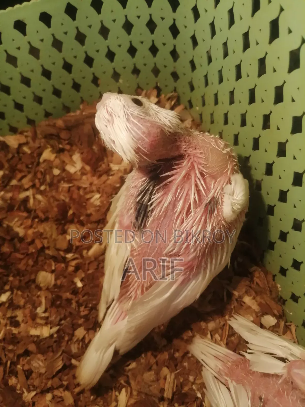 Pied Chicks