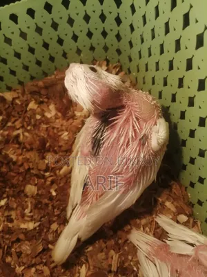 Pied Chicks