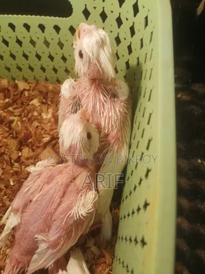 Pied Chicks