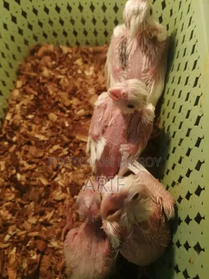 Pied Chicks