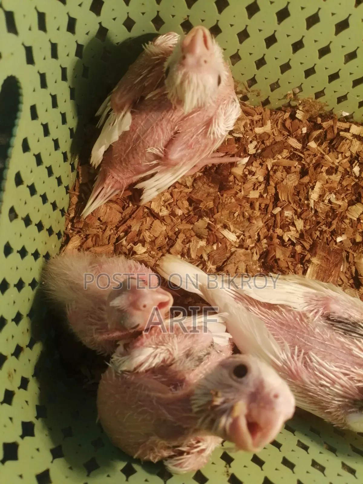 Pied Chicks