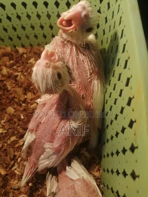 Pied Chicks