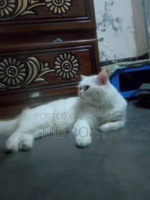 6-12 months Male Purebred Persian