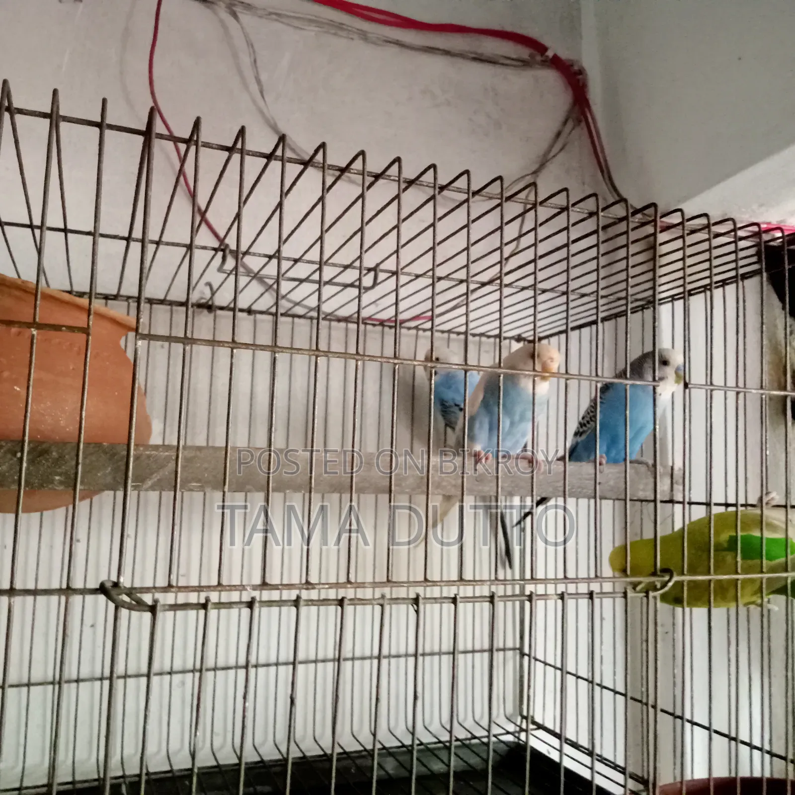 Budgerigar Bird