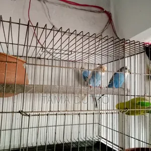 Budgerigar Bird