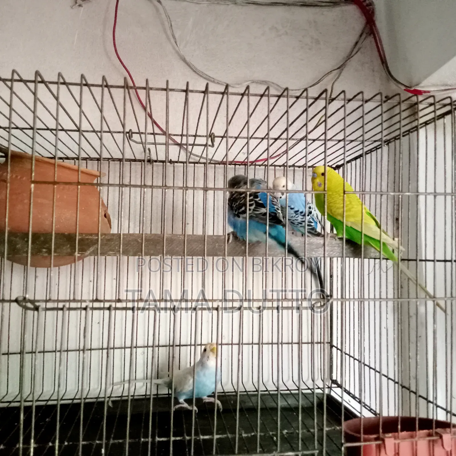 Budgerigar Bird