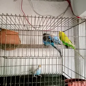 Budgerigar Bird