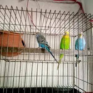 Budgerigar Bird