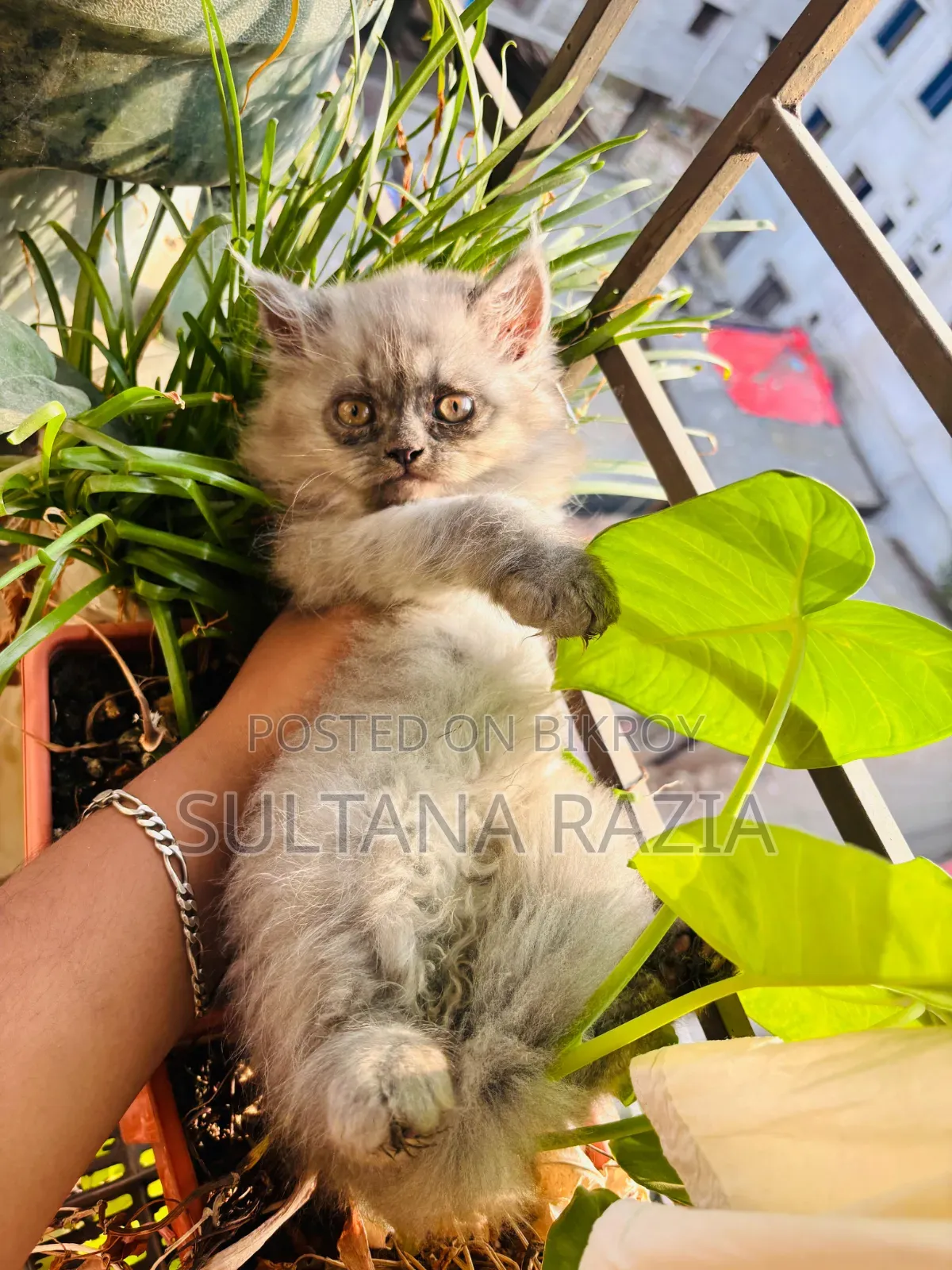1-3 Months Female Purebred Persian