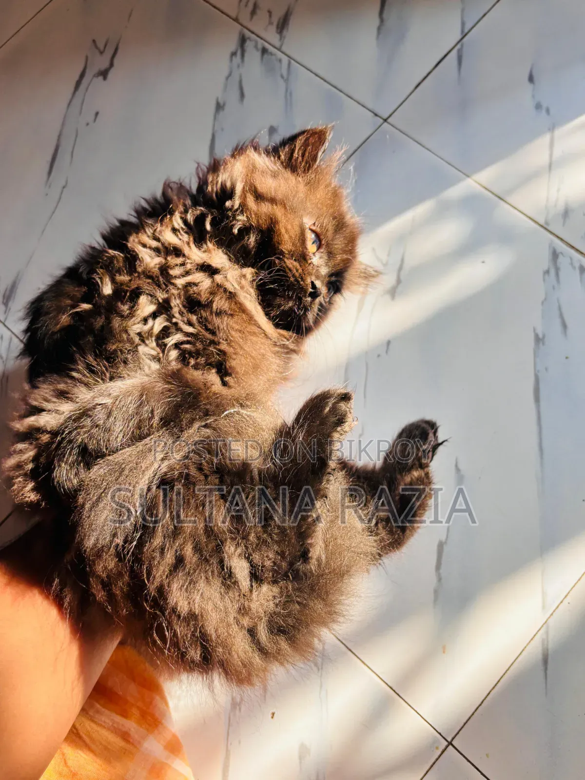 1-3 Months Female Purebred Persian