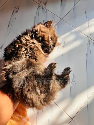 1-3 Months Female Purebred Persian