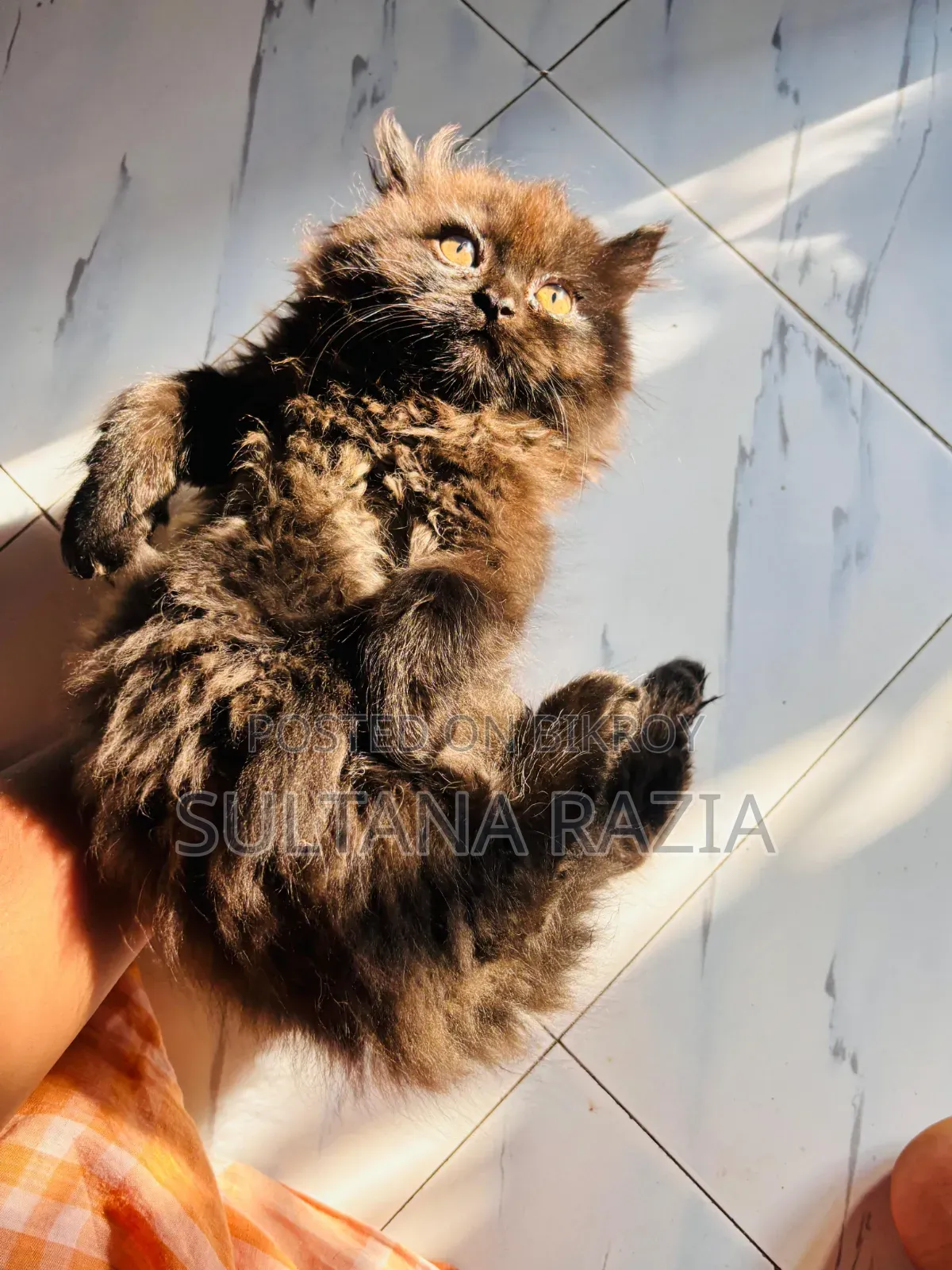 1-3 Months Female Purebred Persian