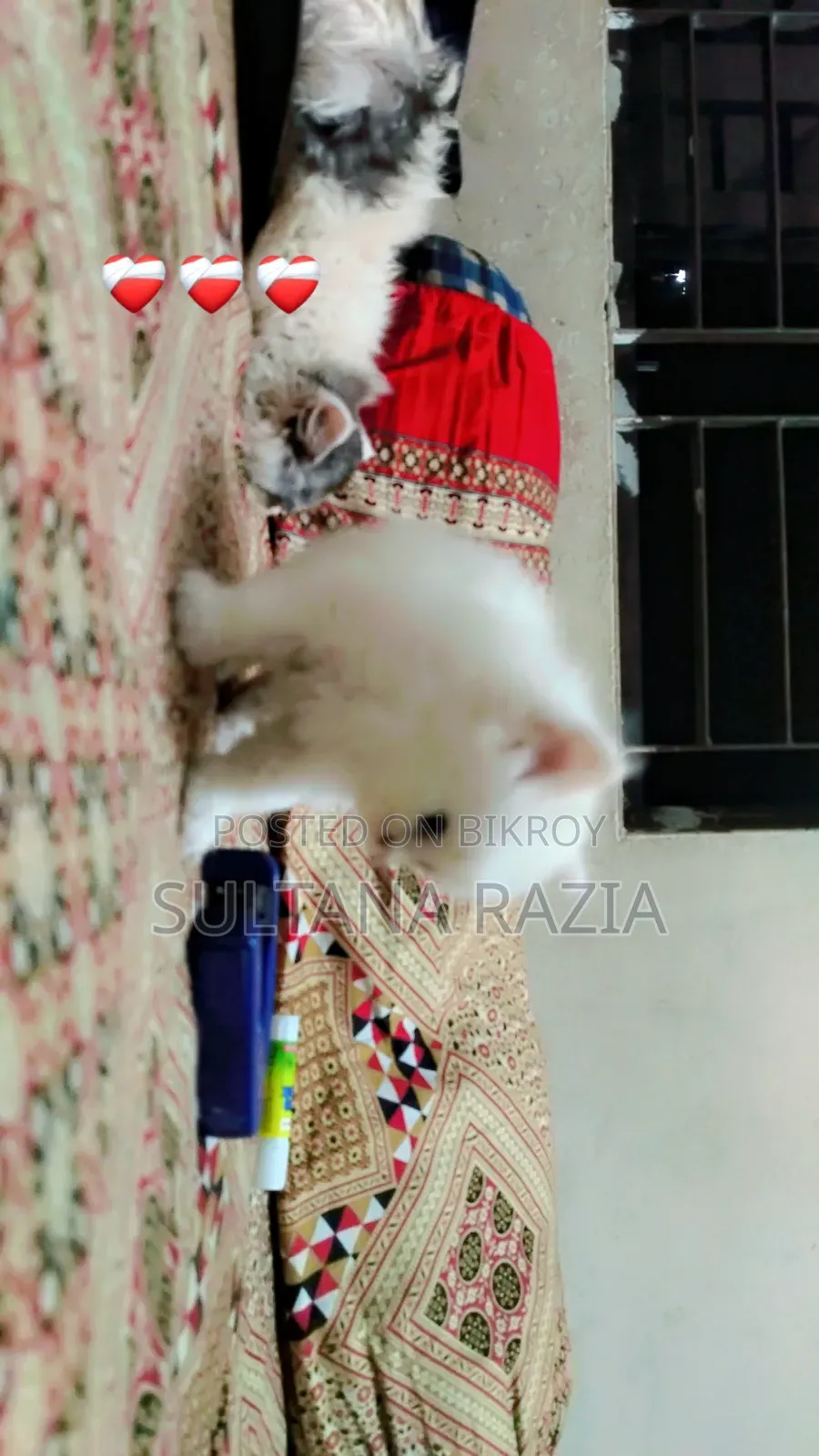 1-3 Months Female Purebred Persian