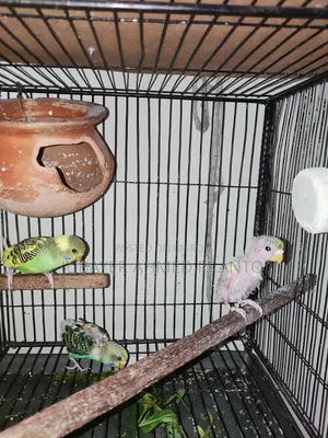 বাজিগর পাখি