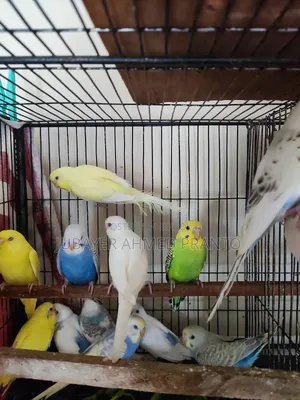 Budgie Bird