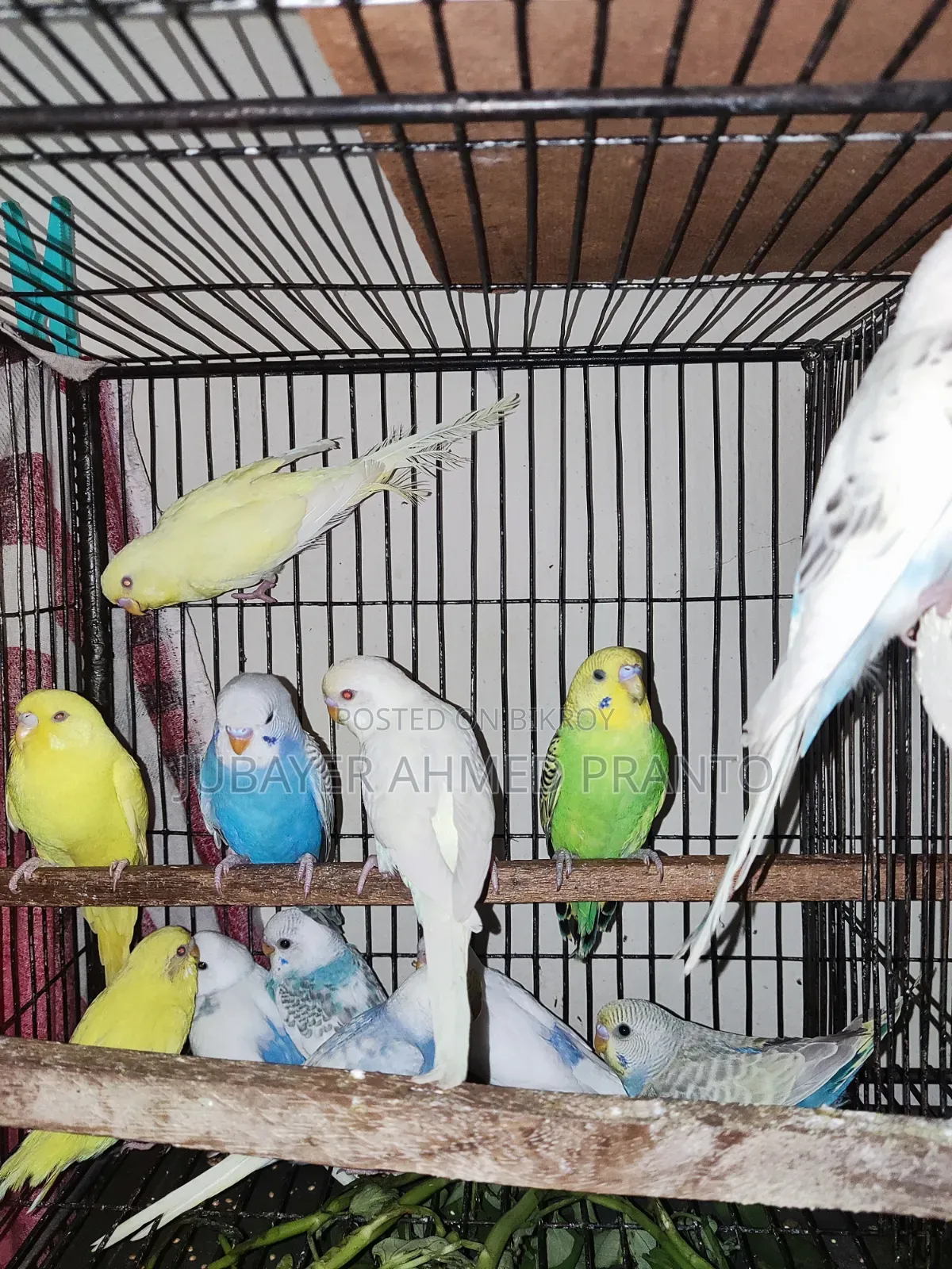 Budgie Bird