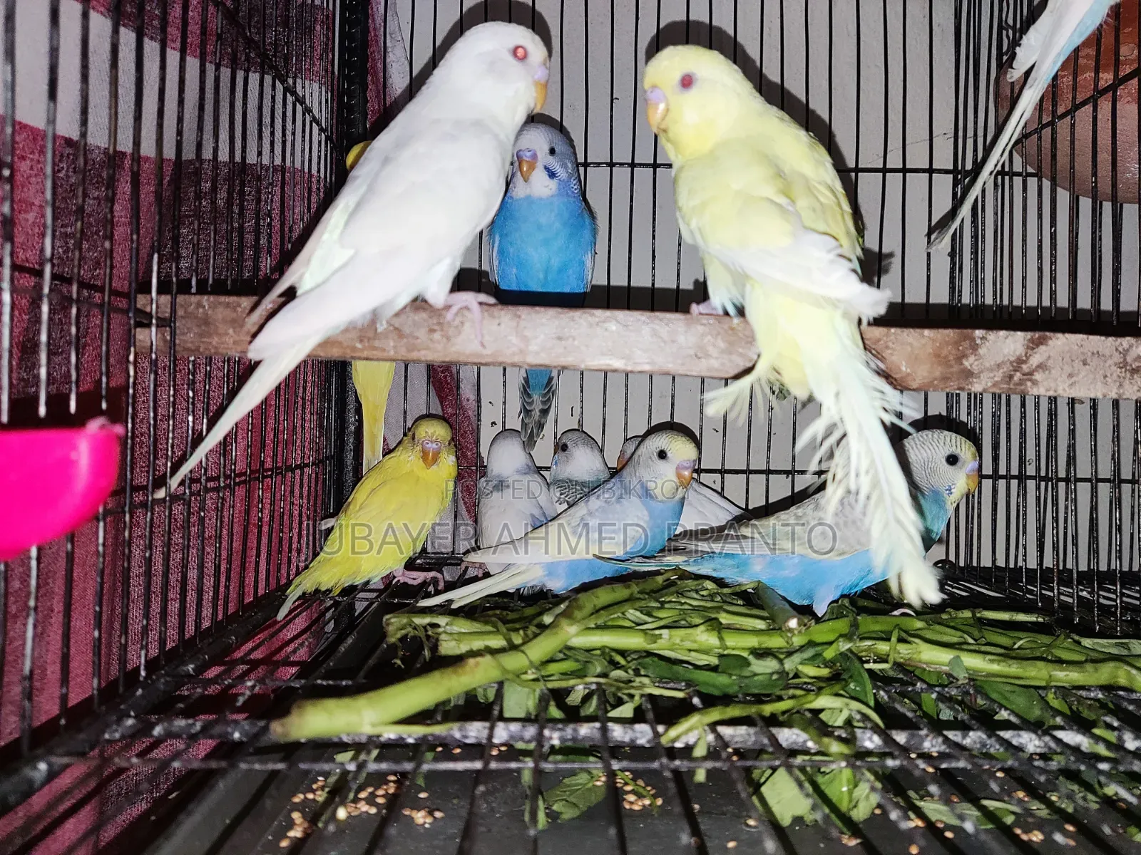 Budgie Bird