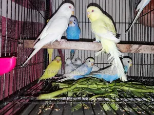 Budgie Bird