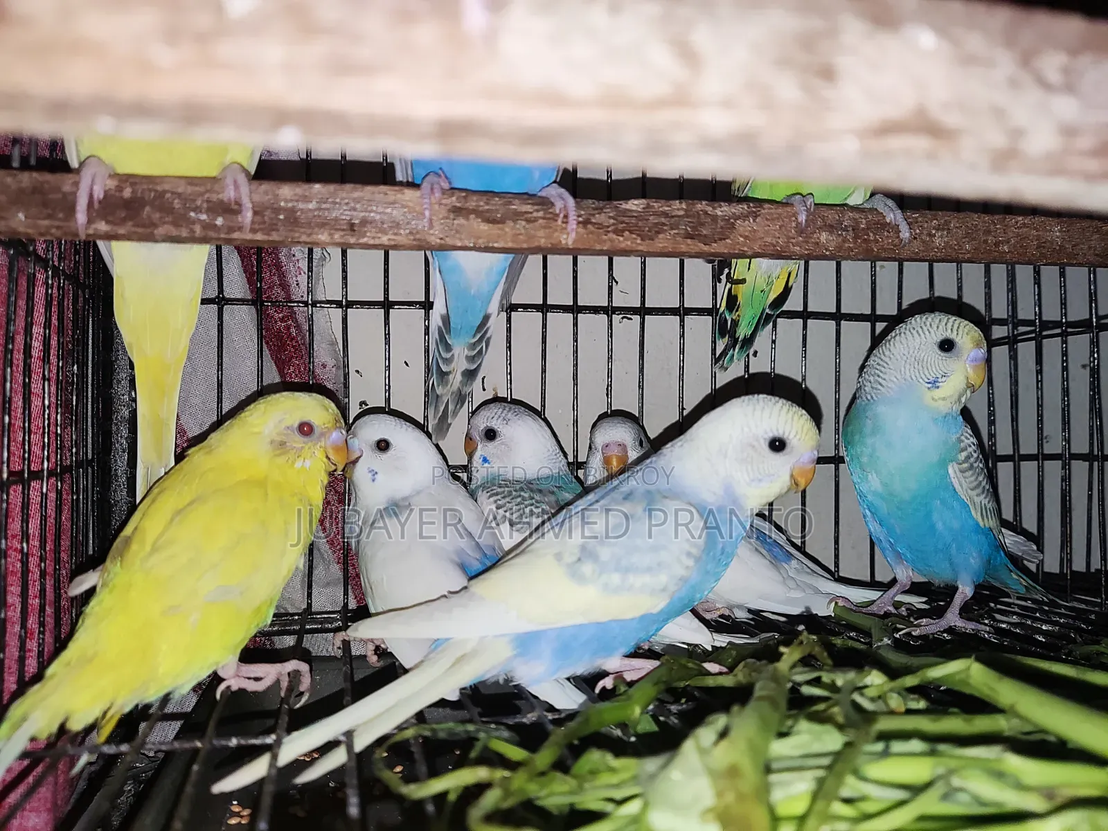 Budgie Bird