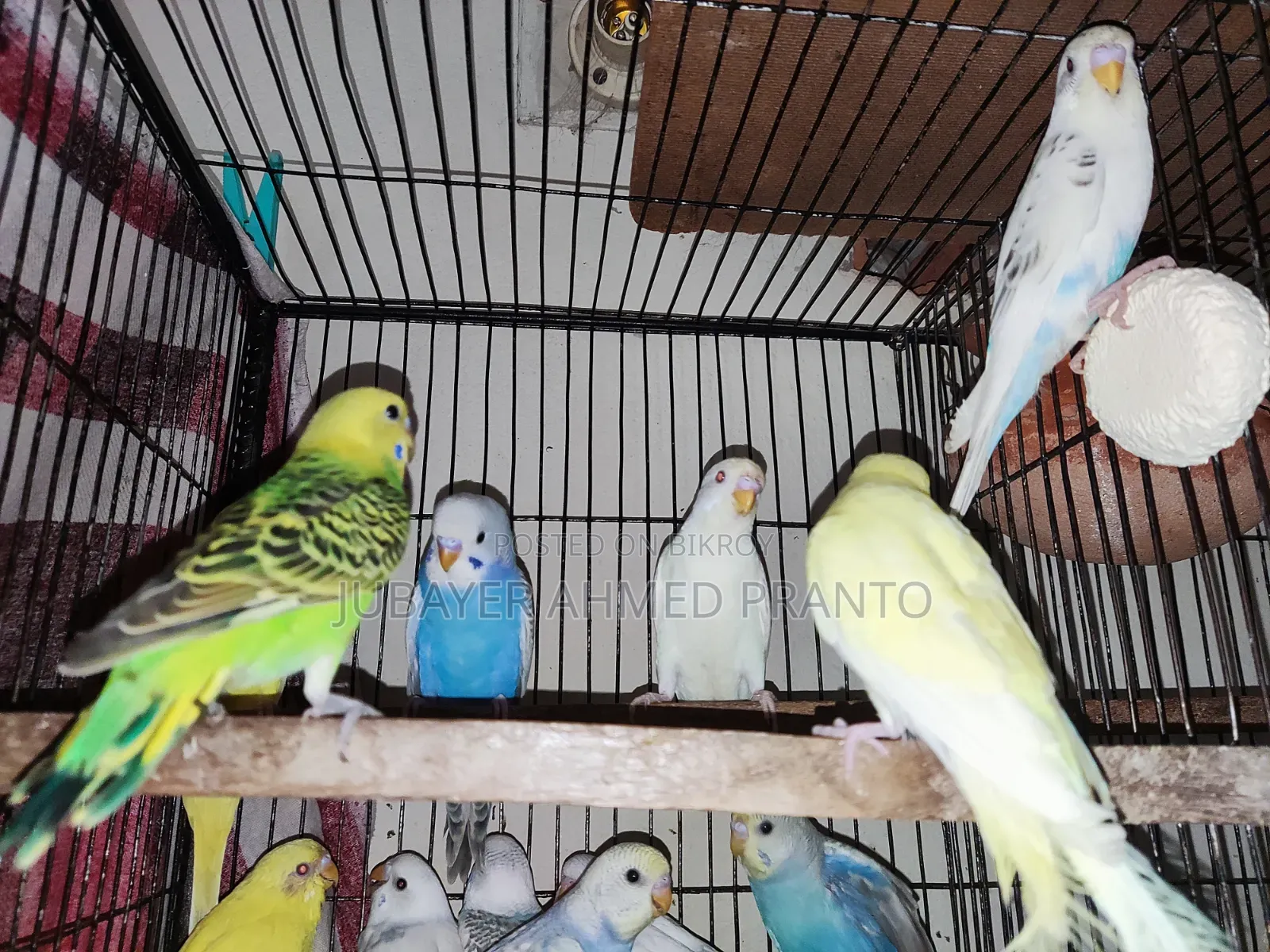 Budgie Bird