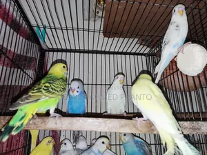 Budgie Bird