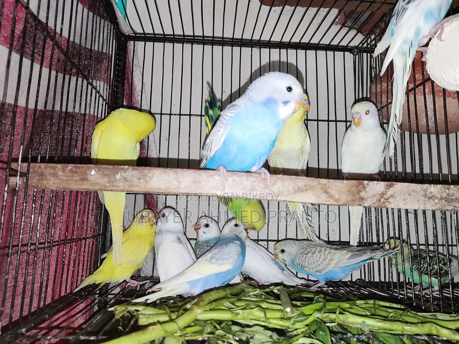 Budgie Bird