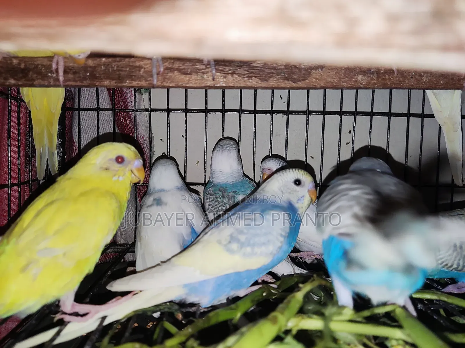 Budgie Bird