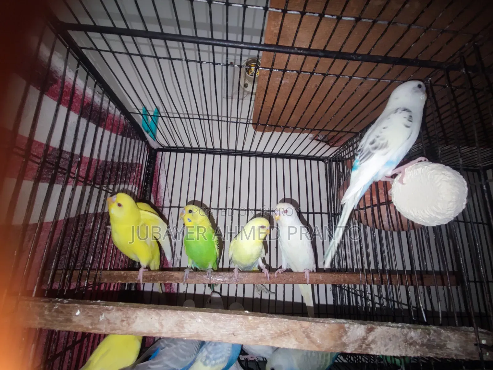 Budgie Bird