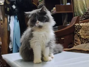 3-6 Months Female Purebred Persian