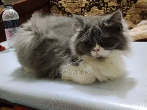 3-6 Months Female Purebred Persian
